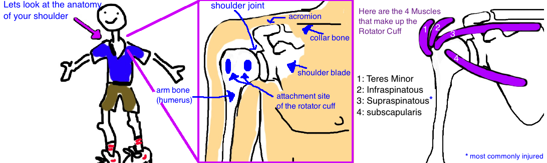 anatomy of the rotator cuff teres minor infraspinatous supraspinatous subscapularis.jpg