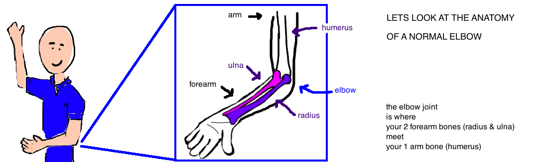 radial head anatomy anatomy of the elbow radial head joins capitellum