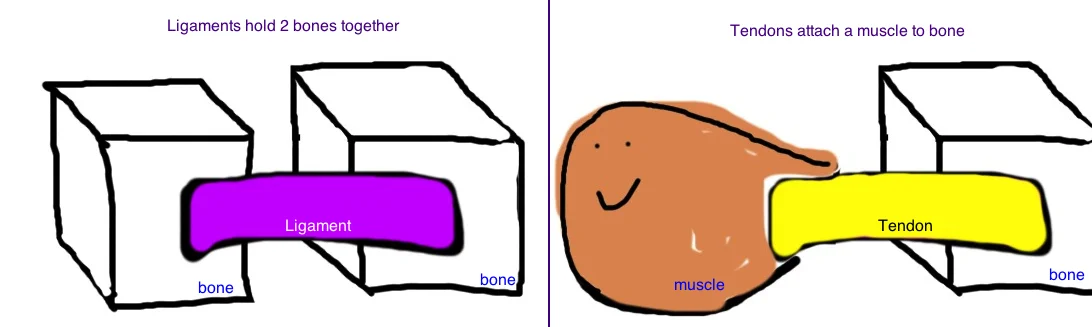 thumb lig hand 1.jpg