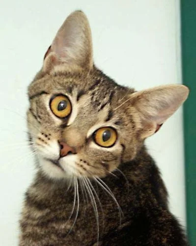 Padme, a sweet 3 year old female kitty who will make a wonderful companion.
