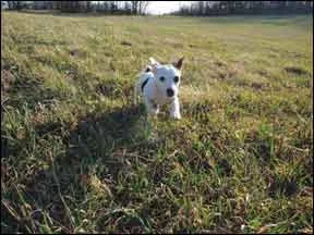Like many young dogs of active breeds, Squid needs a lot of intense exercise in order to be capable of focus and participation in training. Walking around the block doesn’t cut it for dogs like this. Photo and caption courtesy of The Whole Dog Journal .