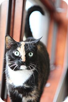 Frannie from Community Cat