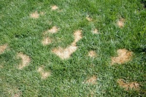 urinescaldinggrass.jpg