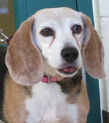 Priscilla, a 12 year old beagle, is a dog walkers dream! She is loved by all of the volunteers and staff at HAWS for her sweet loving nature. She and her brothers came to HAWS because her owner passed away. She misses her owner but hopes that she will find another loving owner by Christmas!