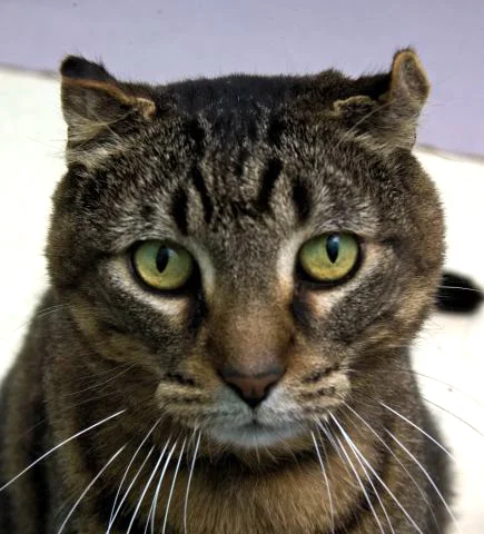 We don't really know his background, but we DO know his present: Tripper is a big, solid, calm and confident boy and will make a great friend - especially to kids! After a little playtime with toys, Tripper will enjoy just being around the family and sharing your lives.