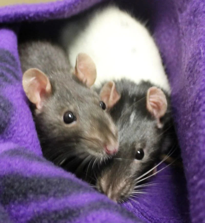 Anya and Iyra are a pair of survivors that have quite the story. A couple weeks back these two and over a dozen of their friends were thrown in a snowbank to perish. Luckily someone found them and brought them to HAWS. After a couple weeks of being under veterinary care they are now ready to find a home that will treat them like they deserve. Please stop by to meet Anya and Irya and their friends! 