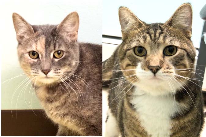 Hunter and Layla have been at the shelter for a couple months now. They are amazing kitties that are the best of friends and will definitely keep you entertained!! They are outgoing and don’t shy away from much...so stop by today to meet this lovely couple!