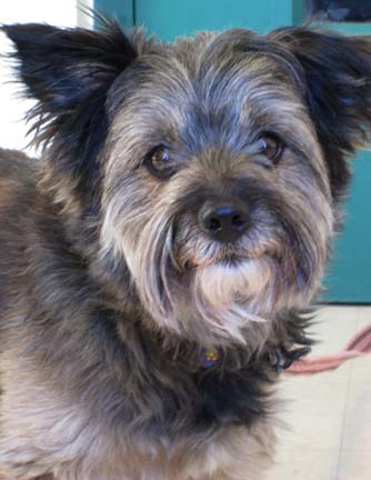 When Lily became a home-alone dog, she didn't like it much! Her mom went back to work, and Lily decided she missed being around people a little too much. So, now Lily is looking for a home with a few criteria: she'd like some kids (activity, yay!), and she'd probably be okay with a cat sibling. Lily will also need to learn, sloooooooowly, that being home alone can be a good thing. But no worries! Our trainers can help you and Lily develop a plan. 