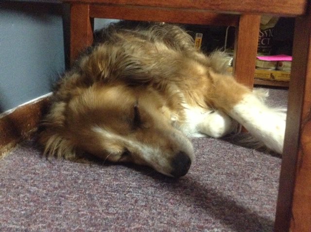 Taffy says, "Wake me up when it's all on the shelves!!"