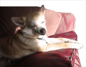 Glass and plastic filter the full spectrum of light. So, while sunbathing in front of a window or patio door may feel nice to your dog, it isn’t imparting the most important health benefits that unfiltered sunlight has to offer. Photo and caption courtesy of The Whole Dog Journal .