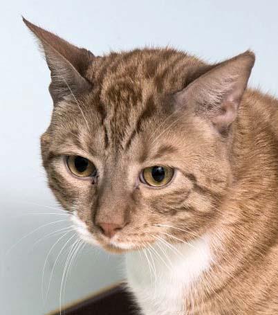 Speaking of TV stars, Morris is also very famous. He was a security guard on The Morning Blend this past week and really stole the show. Morris is a laid back male adult that just loves to snuggle on your lap. He would lie there all day if he could. If you are looking for a snuggly companion, Morris is the cat for you!