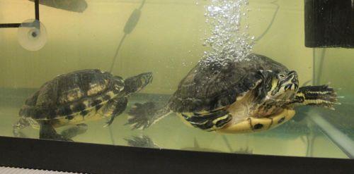Tulip and Tonta are a pair of yellow bellied sliders that can be adopted together if you can provide them with a very large tank to live in with a large warm basking area to come out of the water. They will need at least an 80 gallon, but larger would be preferred, so they have lots of room to swim about without bumping into each other. Space should be in width not height. Tulip is a big girl, about 9 inches across. Tonto is much smaller but he is a very frisky fellow who pesters Tulip a lot and she can get very annoyed at him so a small tank does not work for them. To learn about Yellow Bellied Sliders go to Austin's Turtle Page . Then come in and visit them!