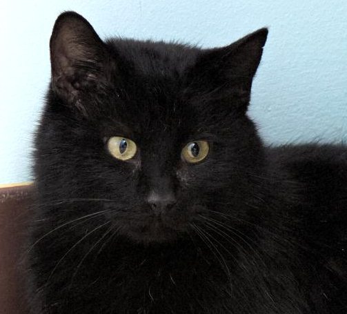 Indy is an exceptional kitty. He loves to snuggle and if you pick him up he rests his head on your shoulder. He is very laid back and easy going kitty. He can definitely roll with the punches.