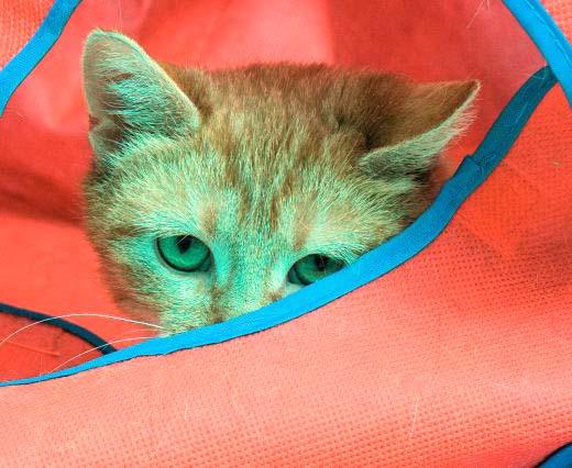 Peek-a-boo, I see you! Esther is a very sweet one year old female kitty. She has been living at HAWS for a couple months now and can’t wait to live the good life with a family. She is very loving and the cat volunteers just love her. Stop by PetSmart in Pewaukee to meet Esther today!