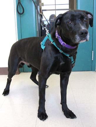 Jake is one of the gentlest sweetest dogs ever. He is low key and low maintenance. He would like a quieter home that enjoys going for walks and sitting outside in the sun. If you are looking a very easy going 5 year old lab mix, stop by HAWS today to meet Jake!