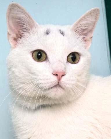 Scout is a beautiful 6 year old male kitty that loves life and he takes it as it comes. He is very cuddly and loves his people. Currently Scout is living at the Petco in Delafield as part of a special program that Petco has to help homeless pets find homes first!