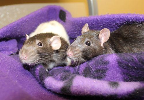 Anna and Elsa are a pair of rats that really love people and would love someone to teach them some tricks. Rats are very smart and can be trained, you know! They spend most of their day exploring their cage and enjoy riding on the volunteers' shoulders. Stop by today to meet these little ones.