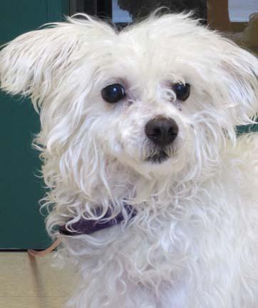 Buju is an 8 year old Bichon mix. Buju enjoys walks in the sunshine and needs a nice quiet home to come home to. He promises to be a wonderful companion to anyone that adopts him. He hopes his new owner will take him to a dog training class so he can really get to know them and gain a little confidence!