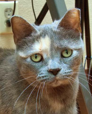 Sandie is a wonderful 8 year old female kitty who is easy going and takes life how it comes. She is used to having multiple feline friends and would do well in just about any home. Sandie is a beautiful pastel tortie and her markings are stunning!