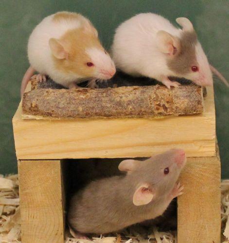 HAWS currently has many pocket pets looking for homes including these male mice. These boys would prefer a home all to themselves but if it is a pair of pocket pets you are after be sure to visit are female mice who are more social with others. 