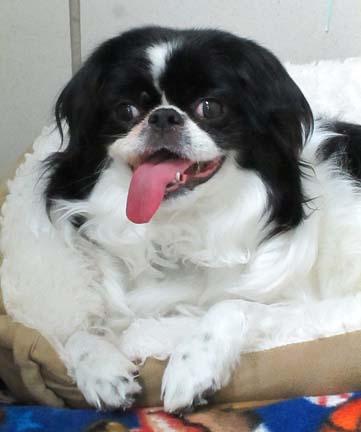 Mindy is a 7 year old Japanese Chin who thinks she is royalty. Mindy is an absolute delight but can be a little stubborn. An owner who knows how to turn things into Mindy’s idea would be perfect. We believe she would do well in an adult only home and possibly with a dog friend or two.