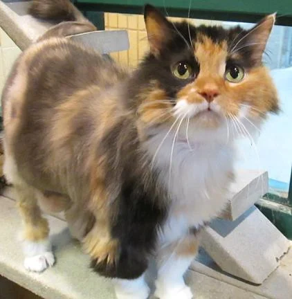 Holly is a senior cat--but don't let that deter you! At age 10 she knows what she wants...and that is companionship from a loving human, and maybe a cat sibling, too! Holly is watching her figure, so she's on a special diet. She is sweet and loving and will enjoy your brushing her beautiful calico coat. Holly is also front-paw declawed. You can stop in to meet 'n greet with Holly any day--she's got her own condo in our lobby and is ready to say "Hello!" whenever you arrive!