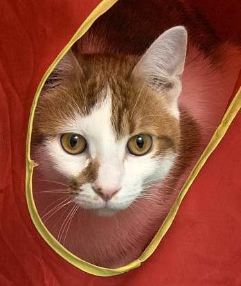 Poor Stuart is still waiting for his new “people” to come pick him up! Stuart is a very outgoing 2 year old kitty who is the best of both worlds. He loves to snuggle and purrs like a lion. He even likes to ride on your shoulders. At the same time he LOVES to play. He loves to play so much that sometimes he gets carried away and starts to use his mouth to nibble, so we wouldn’t recommend small children but a playful feline friend would be perfect! Please stop by HAWS today to meet Stuart!