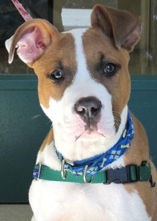 Willy is such a sweet little boy and full of life. With the right amount of exercise and mental stimulation he will flourish in your household. He has spent 5 weeks in the shelter and is really ready for a mom and/or dad who can dote on him like he deserves!