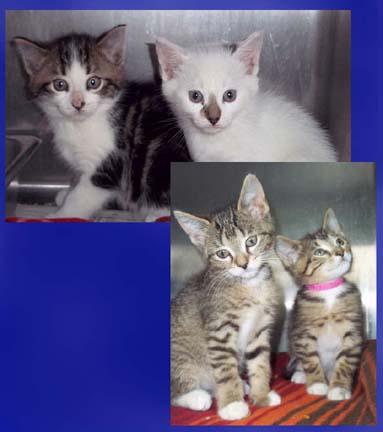 It’s that time again and here at HAWS it is raining kittens. Join us Saturday, June 28th from 11am-3pm for our 3rd Annual Kitten Shower ! There will be cake, kittens and more! The first 30 felines that go home that weekend will receive a special starter kit valued at over $50. Check out www.hawspets.org for more info!