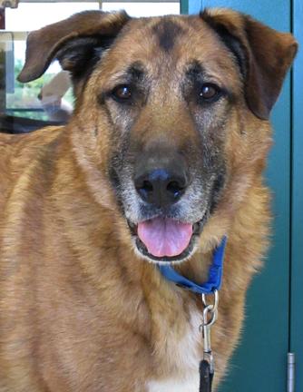 Diesel is a Shepherd/Malamute mix. At 6 years of age, he is done growing...but there's over 100 pounds of him to love! Diesel came to HAWS earlier this spring, and has successfully recovered from a bout of kennel sniffles. In the meantime, he's been working with our Behavior and Training folks to be a gentle giant. Diesel is a happy boy who may be content to just hang with his humans and soak up the love all by himself.