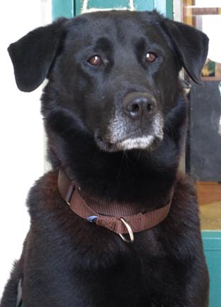 Gunner is a 4 year old lab who is a wonderful laid back boy. He loves to fetch, as any good retriever does, and also loves to snuggle. He is mild mannered and very affectionate. Please stop by HAWS today to meet this sweetie!