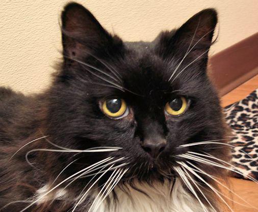 Medusa is a 5 year old long haired beauty. She loves to rub on your legs and be petted. She would love a window with a bird feeder on the outside so she can watch her birdies. She is front declawed and would just love an owner that would dote on her all day!