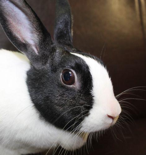 This very sweet and gentle little Dutch girl is Oreo. She enjoys gentle pets and sharing a green leafy salad with her human friends. She loves to explore and do bunny 500's and binkies of joy! If you adopt her or any of the rabbits at Haws you will receive a free copy of HOUSE RABBIT HANDBOOK:HOW TO LIVE WITH AN URBAN RABBIT and RABBITS.GENTLE HEARTS.VALIANT SPIRITS.