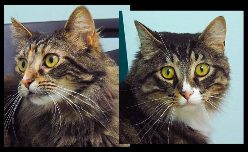 Pebbles and Bam Bam are a bonded pair of 2 year old kitties that would love to find a home together. They are not picky and promise to be wonderful companions. Stop by our Kitty Kastle at HAWS to meet this pretty pair.