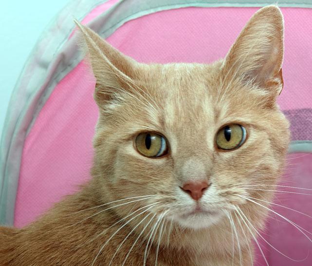 Echo is a more mature 7 year old boy how knows how to get what he wants. He is very sweet and loves to snuggle. Stop by HAWS today to meet both of these great adoption candidates.