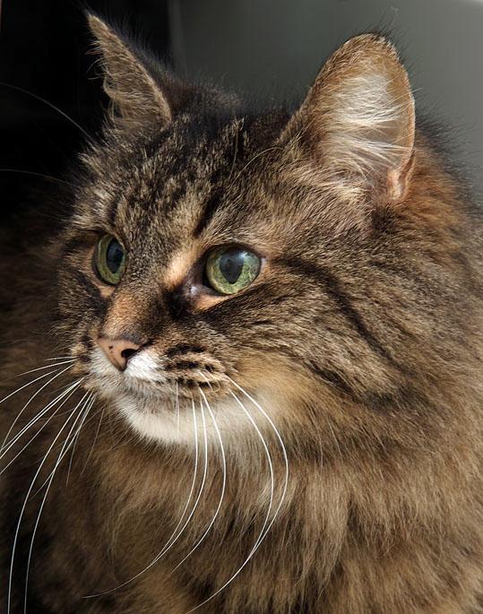 Princess is a wonderful senior kitty at 14 years of age. Like wine, she has just gotten better with age. She is super sweet and would love an owner to grow old with. Stop by HAWS today to meet her :)
