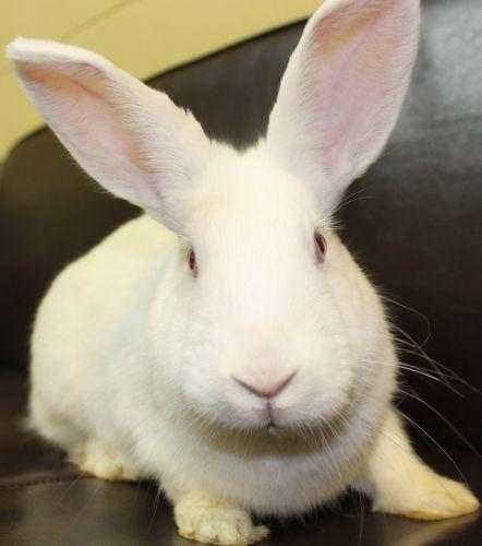 This lovely young gal is not quite full grown. She was found outside all alone and homeless. She is very sweet. She has lovely pink eyes and a beautiful white fur coat! That's why they call her Candy Cane. Please come in and visit with her. To learn about house rabbits as companions go to www.rabbit.org .