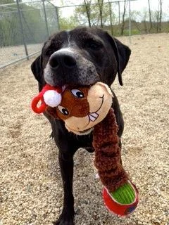 Jackie has been at HAWS for a long time now and is really hoping for a new family soon. She is very sweet and loves her people. She is a little under confident and would do best in an only pet household. She needs a family with lots of love but otherwise is pretty low maintenance. Please stop by HAWS today to meet this sweet girl.