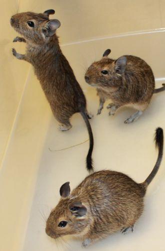 These little guys are a trio of bonded degus and must be adopted together. They are friendly and can be easily handled once they get to know you. They need a large cage with lots of space to scamper about with running wheels. To learn how to care for them go to http://www.degutopia.co.uk/index.htm .