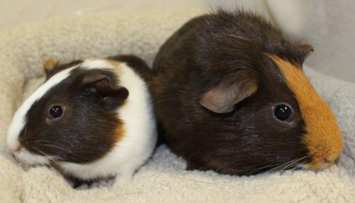 This week as our small animal room is bursting at the seams we highlight two of our special residents. Doug and Skeeter are 2 baby male guinea pigs who are the best of friends! Guinea pigs love the company of a friend and these two are looking for a home that will love both of them. 