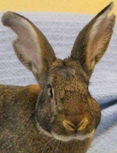 Alessandro is a just a young fellow at about 6 months old. He still has a lot of growing up to do and will end up being a pretty big boy! He came from a home with way too many bunnies to care for and for some reason he has some notches cut out of his ear, but they do not cause any issues! He is a fun guy and loves to explore and sometimes gets into trouble so he will keep you on your toes! To learn how to care for house rabbits go to www.rabbit.org .