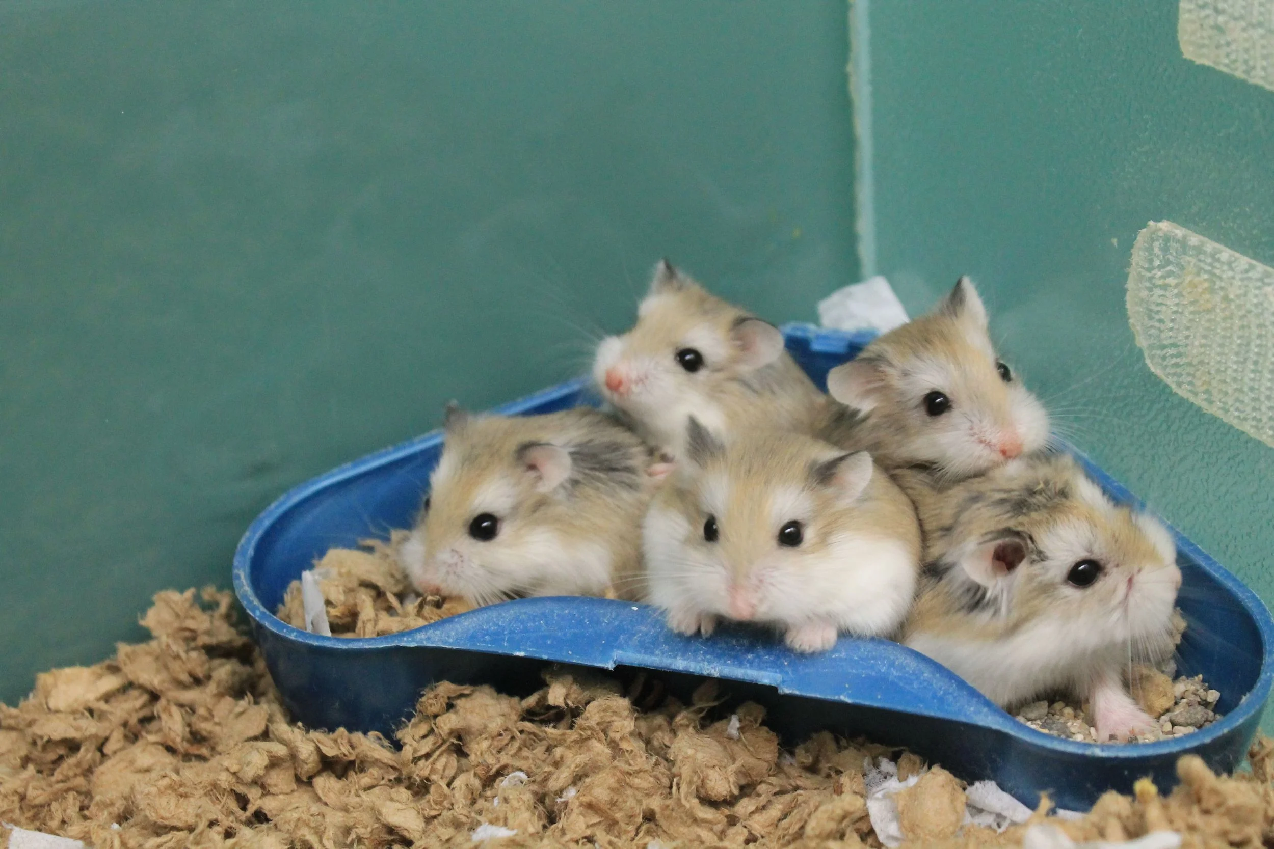 dwarf hamster on a leash