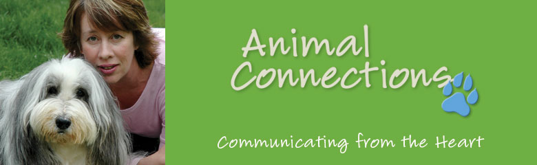 "Animals are more than just our companions. They can be our teachers. We should always show them gratitude and respect. And if we can learn to live as they do—from the heart—the world can experience true peace and serenity." www.animal-connections.com