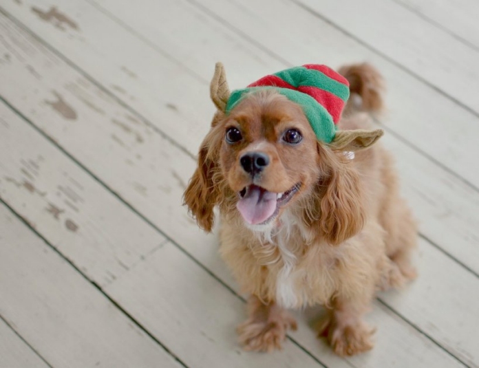 "Woof!!" Which means, in Ruby-speak, "Be sure to come and celebrate Midnight Magic with us this weekend!"