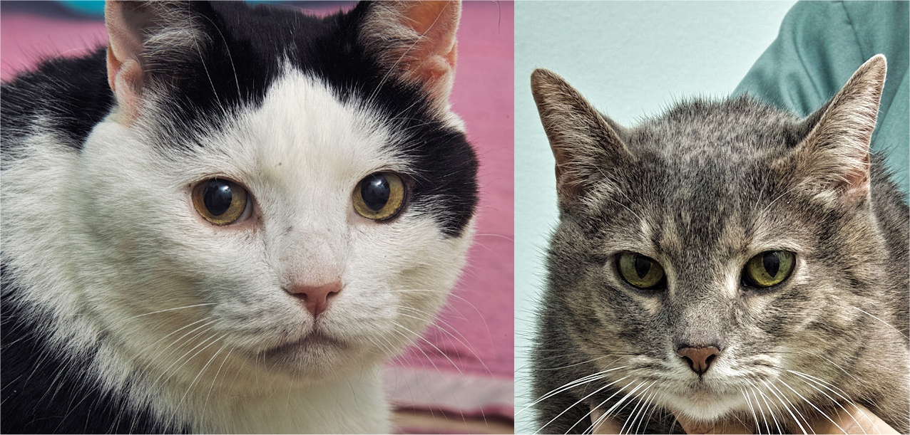 Johnny and June are a sweet bonded pair! They are 9 years old and must go home together. June is front paw declawed and Johnny has claws on all 4 feet. They would love to snuggle up next to you and get lots of loving! 