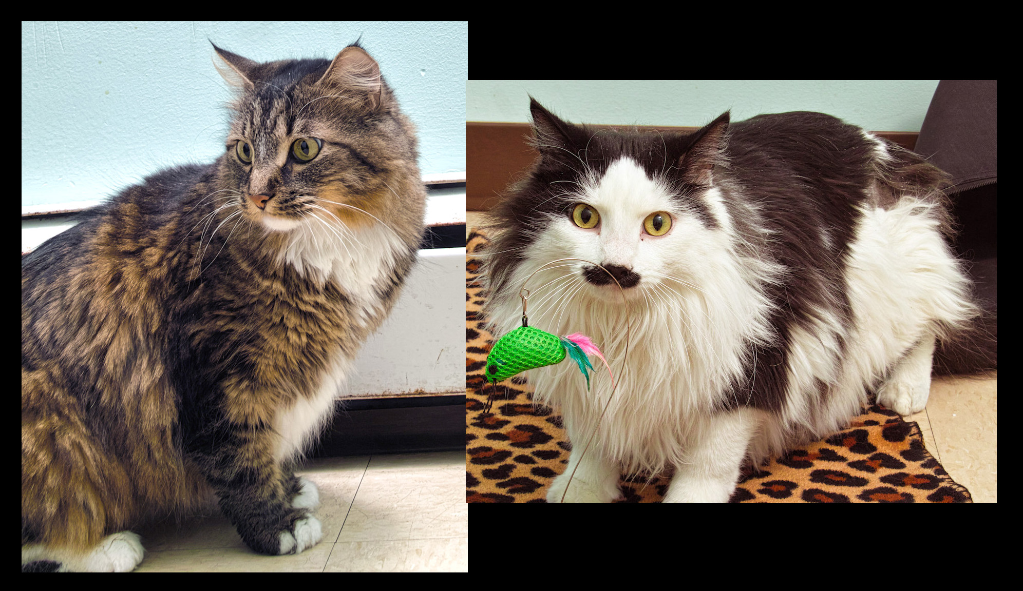 Leo and Stashie are a bonded pair of young boys. They love to lay around but thier favorite thing is to play with wand toys! 