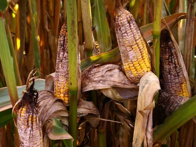 Aflatoxins are known to cause acute toxic illness and cancer in animals and humans, and are considered among the most carcinogenic substances on the planet. Cats and dogs are more sensitive to aflatoxins than many other animals. Aflatoxins are noxious metabolites produced by the Aspergillus flavus and Aspergillus parasiticus fungi, and are the most extensively researched mycotoxins in the world.