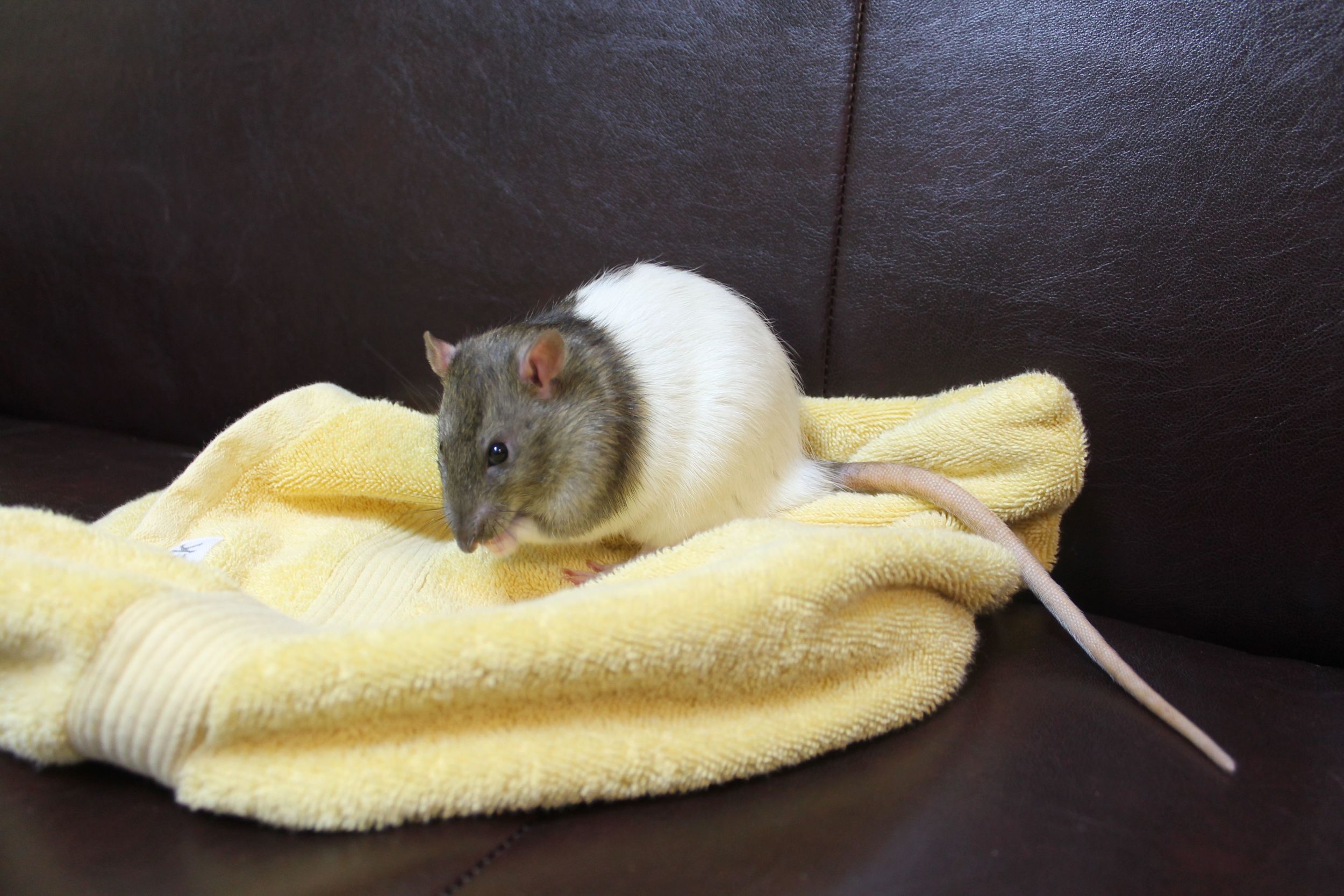 Pichu is a young male Hooded Rat and is a very nice little guy. Pichu tends to be a little sensitive so he will need a gentle new human companion who will help him mature into a confident adult. He loves head and ear massages and snuggling in his cozy sack. 