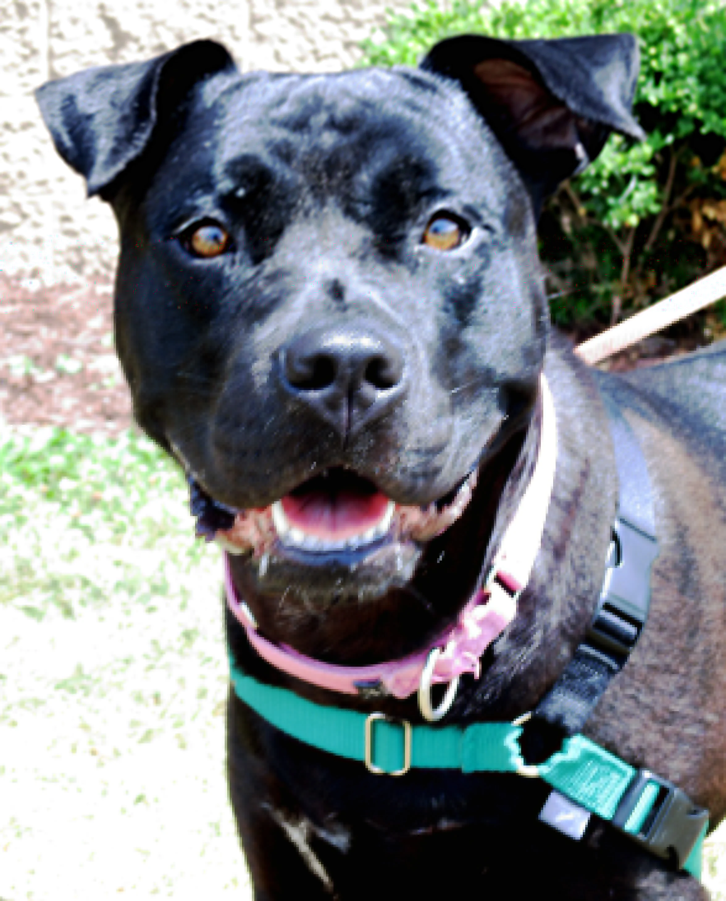 YappityYap! (Don't talk back...) — End of the Leash