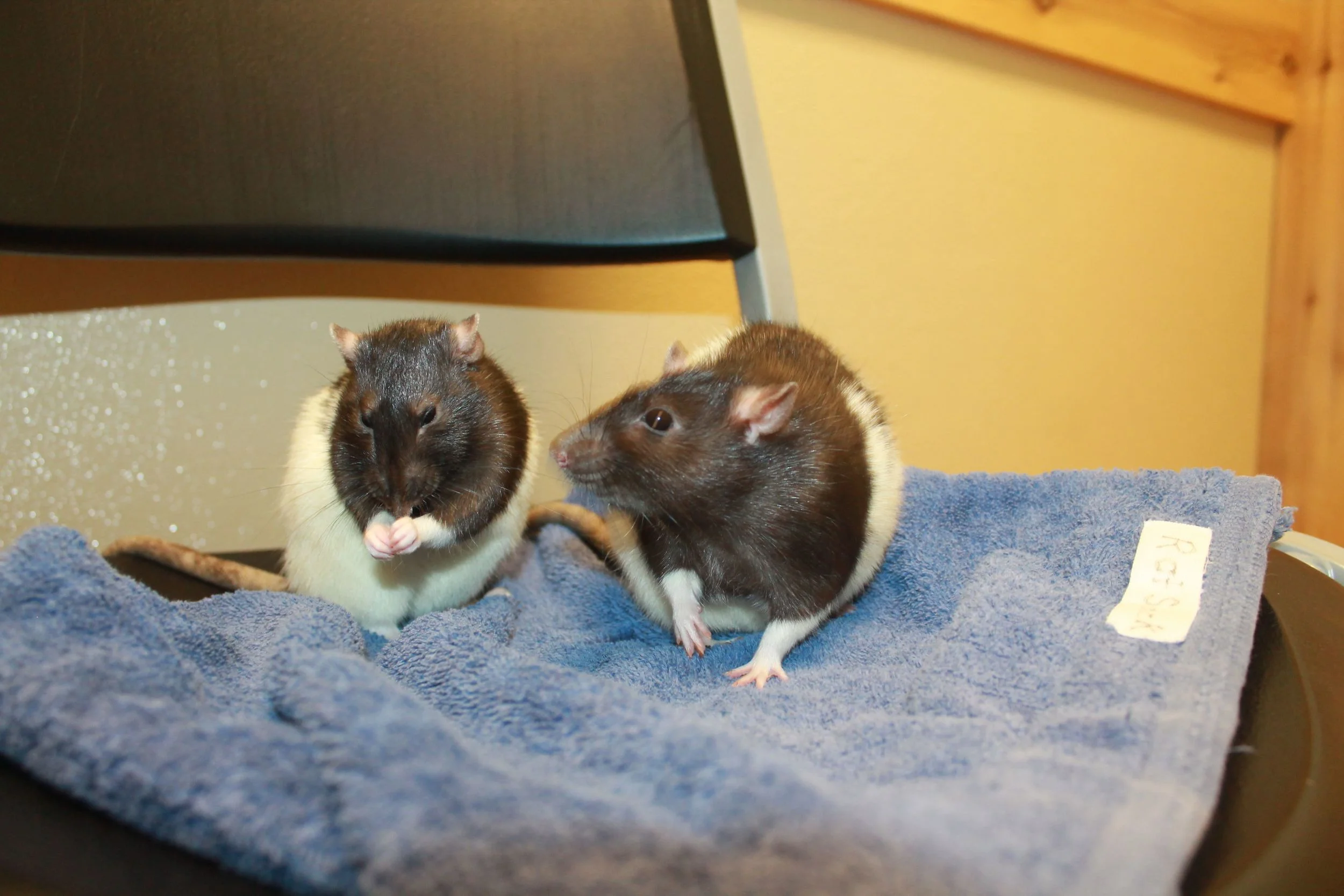 YappityYap! (Don't talk back...) — End of the Leash